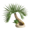 BiOrb Palmboom Seychelles - S 1 BiOrb Palmboom Seychelles - S -Pet Planet Verkoop biorb palmboom seychelles s 1 1