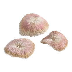 BiOrb Plaatkoraal Set