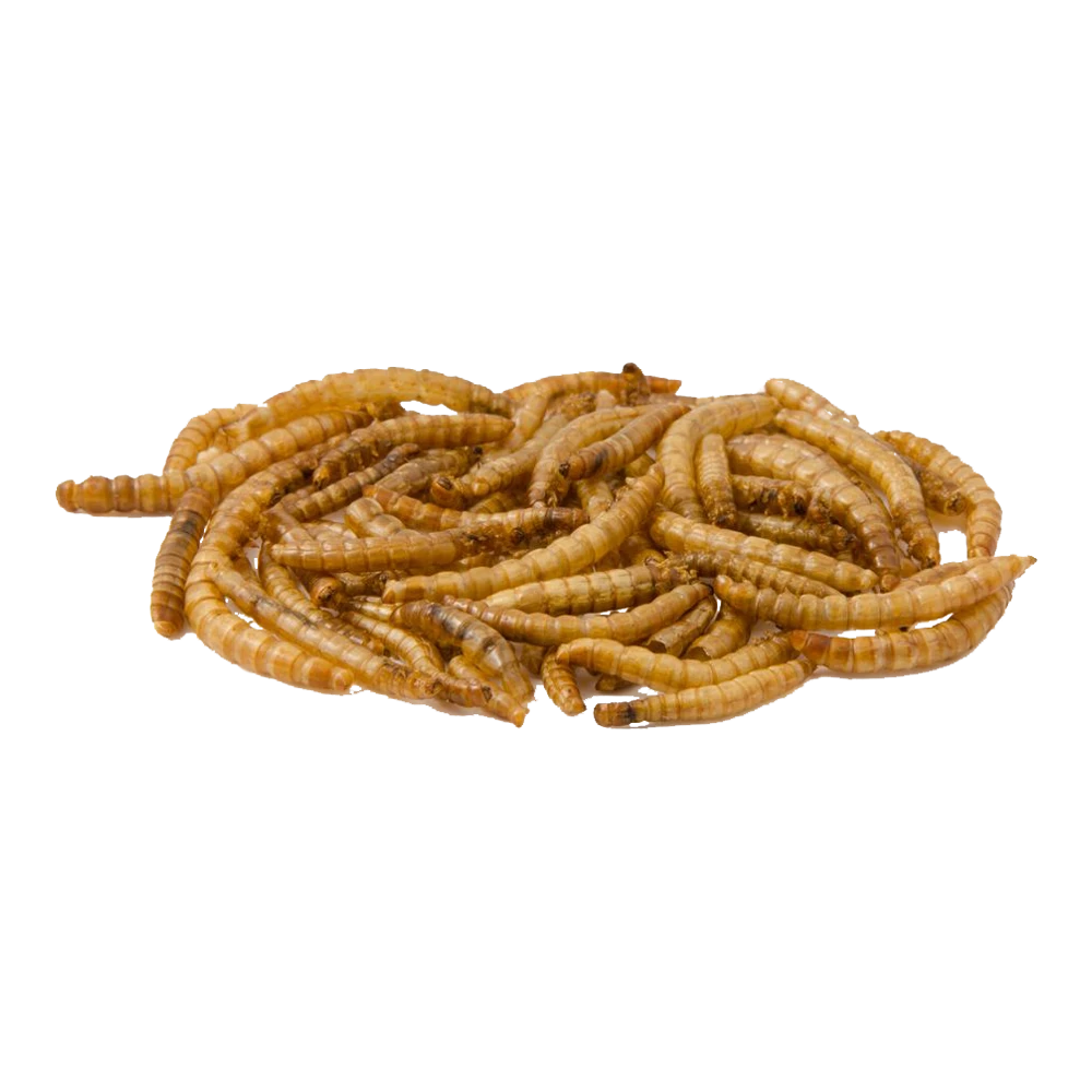 Gedroogde Meelwormen Emmer - 900g - CJ Wildlife 4 Gedroogde Meelwormen Emmer - 900g - CJ Wildlife - Afbeelding 2