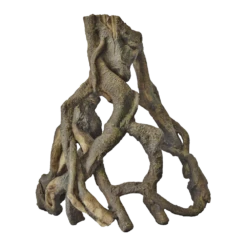 Superfish Mangrove Root L
